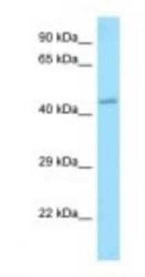 Western Blot: APJ/Apelin receptor Antibody [NBP1-98465] - Mouse Pancreas lysate, concentration 1 ug/ml.