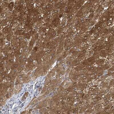 Immunohistochemistry-Paraffin: APLF Antibody [NBP1-86806] - Staining of human liver shows distinct cytoplasmic positivity in hepatocytes and bile duct cells.