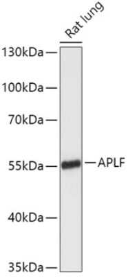 Western Blot: APLF Antibody [NBP3-15554] - Western blot analysis of extracts of Rat lung, using APLF antibody (NBP3-15554) at 1:1000 dilution. Secondary antibody: HRP Goat Anti-Rabbit IgG (H+L) at 1:10000 dilution. Lysates/proteins: 25ug per lane. Blocking buffer: 3% nonfat dry milk in TBST. Detection: ECL Enhanced Kit. Exposure time: 3min.