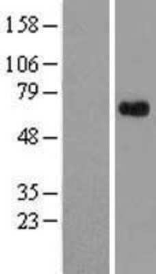 Western Blot APLF Overexpression Lysate