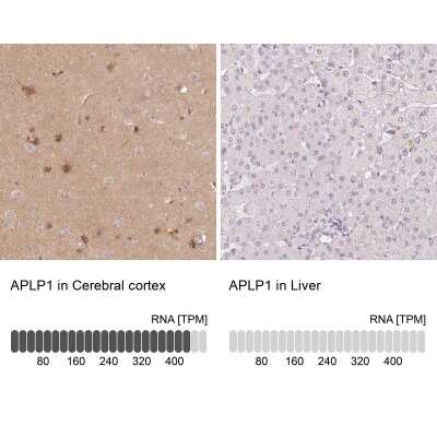 Immunohistochemistry-Paraffin: APLP-1 Antibody [NBP1-89036] - Staining in human cerebral cortex and liver tissues using anti-APLP1 antibody. Corresponding APLP1 RNA-seq data are presented for the same tissues.