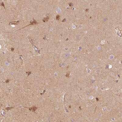 Immunohistochemistry-Paraffin: APLP-1 Antibody [NBP1-89036] - Staining of human cerebral cortex shows moderate cytoplasmic positivity in neurons.