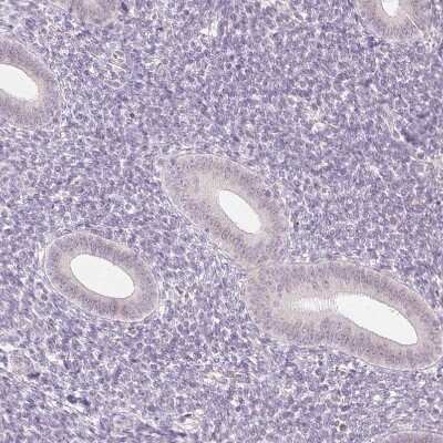 Immunohistochemistry-Paraffin: APLP-1 Antibody [NBP1-89036] - Staining of human endometrium shows no positivity in glandular cells as expected.