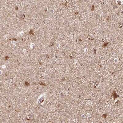 Immunohistochemistry-Paraffin: APLP-1 Antibody [NBP2-38140] - Staining of human cerebral cortex shows high expression.