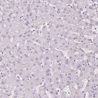 Immunohistochemistry-Paraffin: APLP-1 Antibody [NBP2-38140] - Staining of human liver shows low expression as expected.