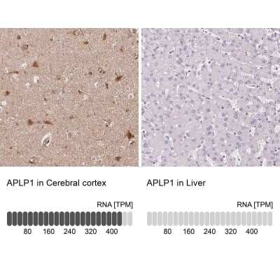 <b>Orthogonal Strategies Validation. </b>Immunohistochemistry-Paraffin: APLP-1 Antibody [NBP2-38140] - Staining in human cerebral cortex and liver tissues using anti-APLP1 antibody. Corresponding APLP1 RNA-seq data are presented for the same tissues.