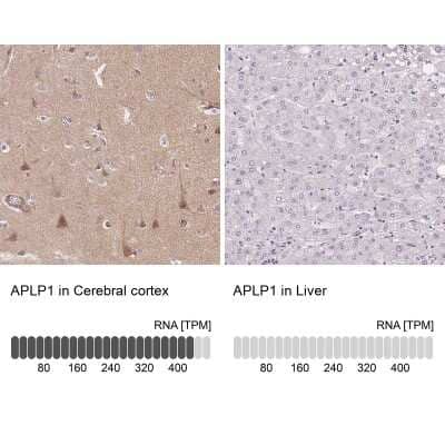 <b>Orthogonal Strategies Validation. </b>Immunohistochemistry-Paraffin: APLP-1 Antibody [NBP2-38140] - Analysis in human cerebral cortex and liver tissues. Corresponding APLP-1 RNA-seq data are presented for the same tissues.