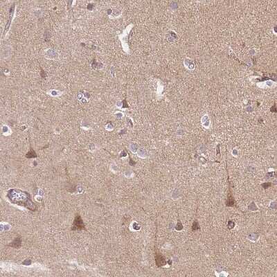 Immunohistochemistry-Paraffin: APLP-1 Antibody [NBP2-38140] - Staining of human cerebral cortex shows moderate cytoplasmic positivity in neurons.