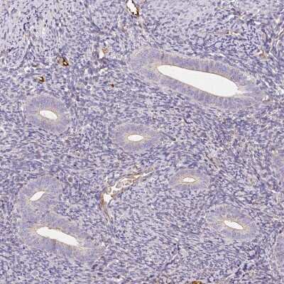 Immunohistochemistry-Paraffin: APLP-1 Antibody [NBP2-38140] - Staining of human endometrium shows no positivity in glandular cells as expected.