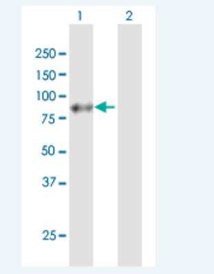 Western Blot: APLP-1 Antibody [H00000333-B01P-50ug] - Analysis of APLP1 expression in transfected 293T cell line (H00000333-T01) by APLP1 MaxPab polyclonal antibody. Lane 1: APLP1 transfected lysate(71.5 KDa). Lane 2: Non-transfected lysate.