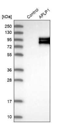 <b>Orthogonal Strategies Validation. </b>Western Blot: APLP-1 Antibody [NBP1-89036] - Analysis in control (vector only transfected HEK293T lysate) and APLP1 over-expression lysate (Co-expressed with a C-terminal myc-DDK tag (3.1 kDa) in mammalian HEK293T cells).