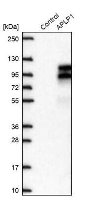 Western Blot: APLP-1 Antibody [NBP2-38140] - Analysis in control (vector only transfected HEK293T lysate) and APLP1 over-expression lysate (Co-expressed with a C-terminal myc-DDK tag (3.1 kDa) in mammalian HEK293T cells).