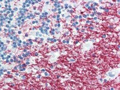 Immunohistochemistry-Paraffin: APLP-1 Antibody (plpc1) [NBP1-50309] - Analysis of anti-PLP1 antibody with human brain, cerebellum at concentration 10 ug/ml.