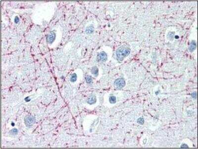 Immunohistochemistry-Paraffin: APLP-1 Antibody (plpc1) [NBP1-50309] - Analysis of anti-PLP1 antibody with human brain, cortex at concentration 10 ug/ml.