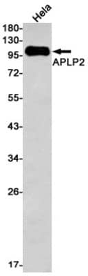 Western Blot: APLP-2 Antibody (S06-8I7) [NBP3-19833] - Western blot detection of APLP-2 in Hela cell lysates using NBP3-19833 (1:1000 diluted). Predicted band size: 87kDa. Observed band size: 87kDa.