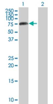 Western Blot: APLP-2 Antibody [H00000334-D01P] - Analysis of APLP2 expression in transfected 293T cell line by APLP2 polyclonal antibody.Lane 1: APLP2 transfected lysate(59.20 KDa).Lane 2: Non-transfected lysate.