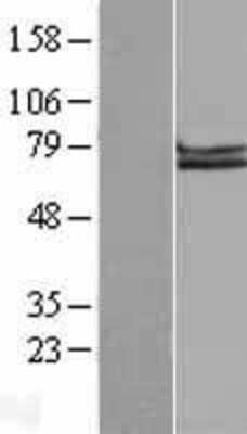 Western Blot: APLP-1 Overexpression Lysate [NBL1-07607] -  Left-Empty vector transfected control cell lysate (HEK293 cell lysate); Right -Over-expression Lysate for APLP1.