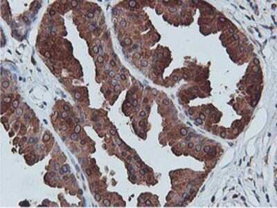 Immunohistochemistry: APMAP Antibody (OTI4F6) - Azide and BSA Free [NBP2-72080] - Staining of paraffin-embedded Human breast tissue using anti-APMAP mouse monoclonal antibody.