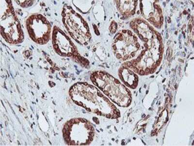 Immunohistochemistry: APMAP Antibody (OTI4F6) - Azide and BSA Free [NBP2-72080] - Staining of paraffin-embedded Human Kidney tissue using anti-APMAP mouse monoclonal antibody.