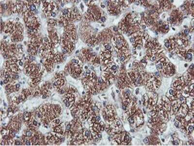 Immunohistochemistry: APMAP Antibody (OTI4F6) - Azide and BSA Free [NBP2-72080] - Staining of paraffin-embedded Human liver tissue using anti-APMAP mouse monoclonal antibody.