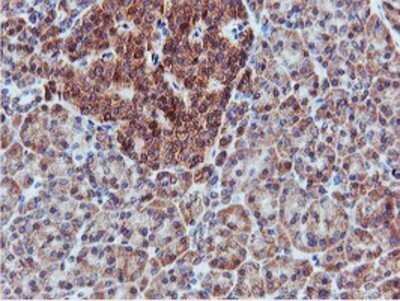 Immunohistochemistry: APMAP Antibody (OTI4F6) - Azide and BSA Free [NBP2-72080] - Staining of paraffin-embedded Human pancreas tissue using anti-APMAP mouse monoclonal antibody.