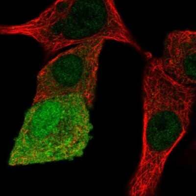 Immunocytochemistry/ Immunofluorescence APOA1BP Antibody