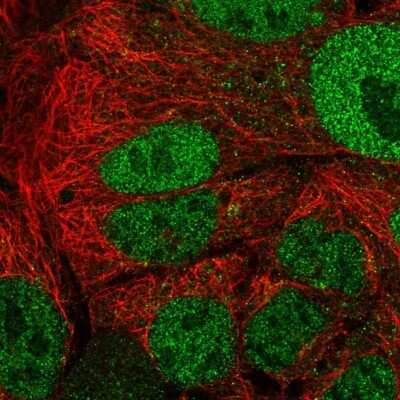 <b>Genetic Strategies Validation. </b>Immunocytochemistry/Immunofluorescence: APOA1BP Antibody [NBP2-30943] - Staining of human cell line CACO-2 shows localization to nucleoplasm. Antibody staining is shown in green.