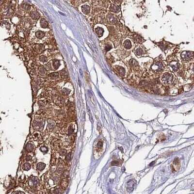 Immunohistochemistry-Paraffin: APOA1BP Antibody [NBP2-30943] - Staining of human testis.