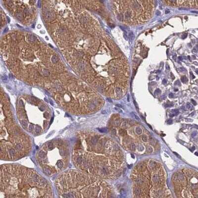 Immunohistochemistry-Paraffin: APOA1BP Antibody [NBP2-30943] - Staining of human kidney.
