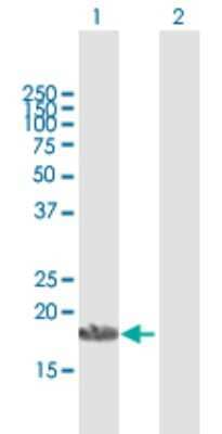 Western Blot: APOA1BP Antibody [H00128240-B01P] - Analysis of APOA1BP expression in transfected 293T cell line by APOA1BP polyclonal antibody.  Lane 1: APOA1BP transfected lysate(20.35 KDa). Lane 2: Non-transfected lysate.