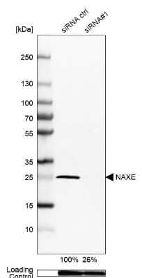 Western Blot APOA1BP Antibody