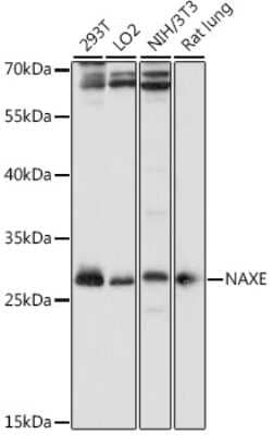 Western Blot: APOA1BP Antibody [NBP2-92287] - Analysis of extracts of various cell lines, using APOA1BP at 1:1000 dilution.Secondary antibody: HRP Goat Anti-Rabbit IgG (H+L) at 1:10000 dilution.Lysates/proteins: 25ug per lane.Blocking buffer: 3% nonfat dry milk in TBST.Detection: ECL Basic Kit .Exposure time: 10s.