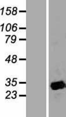 Western Blot: APOA1BP Overexpression Lysate (Adult Normal) [NBP2-05519] Left-Empty vector transfected control cell lysate (HEK293 cell lysate); Right -Over-expression Lysate for APOA1BP.