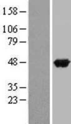 Western Blot: Apolipoprotein A-IV/ApoA4 Overexpression Lysate [NBP2-09022] - Left-Empty vector transfected control cell lysate (HEK293 cell lysate); Right -Over-expression Lysate for APOA4.