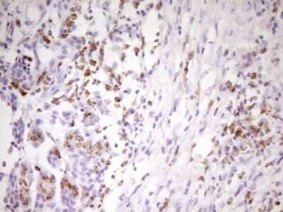 Immunohistochemistry: APOB48R Antibody (OTI1B1) [NBP2-46532] - Analysis of Human pancreas tissue. (Heat-induced epitope retrieval by 1 mM EDTA in 10mM Tris, pH8.5, 120 degrees C for 3min)