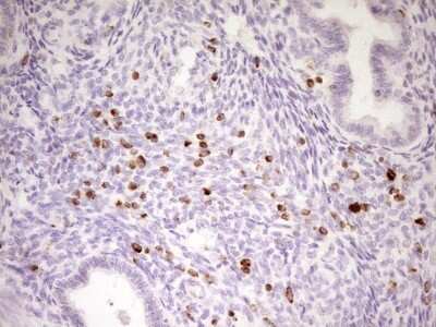 Immunohistochemistry: APOB48R Antibody (OTI1B1) [NBP2-46532] -  Analysis of Human endometrium tissue. (Heat-induced epitope retrieval by 1 mM EDTA in 10mM Tris, pH8.5, 120C for 3min)