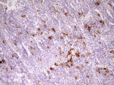 Immunohistochemistry: APOB48R Antibody (OTI1B1) [NBP2-46532] -  Analysis of Human tonsil tissue. (Heat-induced epitope retrieval by 1 mM EDTA in 10mM Tris, pH8.5, 120C for 3min)