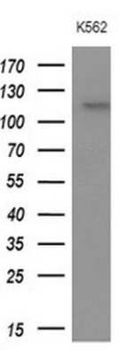 Western Blot: APOB48R Antibody (OTI1B1) [NBP2-46532] -  Analysis of extracts (10ug) from K562 cell line.