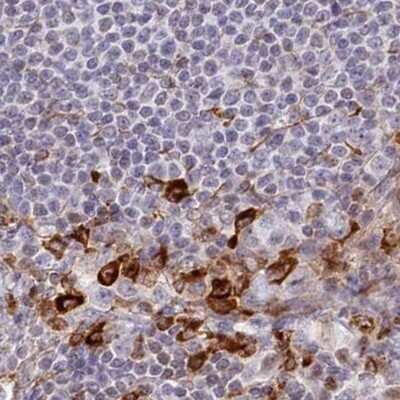 Immunohistochemistry-Paraffin: APOB48R Antibody [NBP1-90129] - Staining of human lymph node.