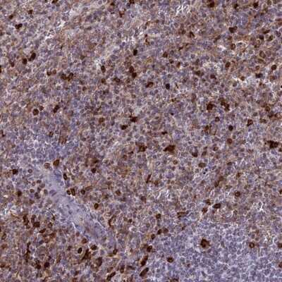 Immunohistochemistry-Paraffin: APOB48R Antibody [NBP1-90129] - Staining of human spleen shows high expression.