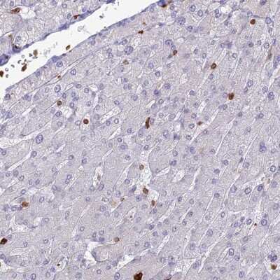 Immunohistochemistry-Paraffin: APOB48R Antibody [NBP1-90130] - Staining of human liver shows low expression as expected.