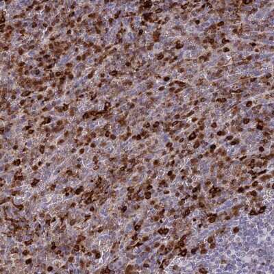 Immunohistochemistry-Paraffin: APOB48R Antibody [NBP1-90130] - Staining of human spleen shows high expression.