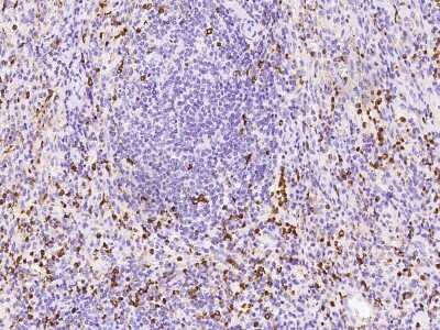 Immunohistochemistry-Paraffin: APOB48R Antibody [NBP2-98580] - Staining of human APOB48R in human spleen with rabbit polyclonal antibody at 1:500 dilution. 