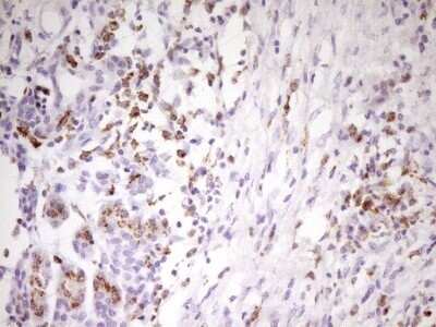 Immunohistochemistry: APOB48R Antibody (OTI1B1) - Azide and BSA Free [NBP2-72052] - Analysis of Human pancreas tissue. (Heat-induced epitope retrieval by 1 mM EDTA in 10mM Tris, pH8.5, 120°C for 3min)