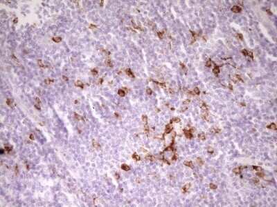 Immunohistochemistry: APOB48R Antibody (OTI1B1) - Azide and BSA Free [NBP2-72052] - Analysis of Human tonsil tissue. (Heat-induced epitope retrieval by 1 mM EDTA in 10mM Tris, pH8.5, 120C for 3min)