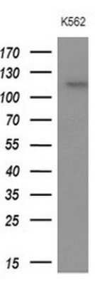 Western Blot: APOB48R Antibody (OTI1B1) - Azide and BSA Free [NBP2-72052] - Analysis of extracts (10ug) from K562 cell line.