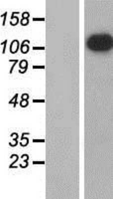 Western Blot APOB48R Overexpression Lysate