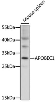 Western Blot: APOBEC1 Antibody [NBP2-92341] - Analysis of extracts of mouse spleen, using APOBEC1 at 1:1000 dilution.Secondary antibody: HRP Goat Anti-Rabbit IgG (H+L) at 1:10000 dilution.Lysates/proteins: 25ug per lane.Blocking buffer: 3% nonfat dry milk in TBST.Detection: ECL Basic Kit .Exposure time: 15s.