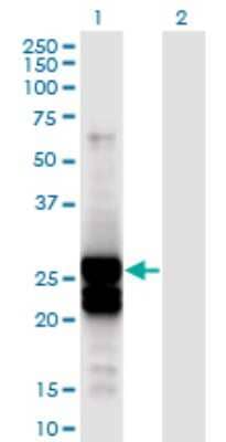 Western Blot: APOBEC2 Antibody (4D7) [H00010930-M01] - Analysis of APOBEC2 expression in transfected 293T cell line by APOBEC2 monoclonal antibody (M01), clone 4D7.Lane 1: APOBEC2 transfected lysate (Predicted MW: 25.7 KDa).Lane 2: Non-transfected lysate.