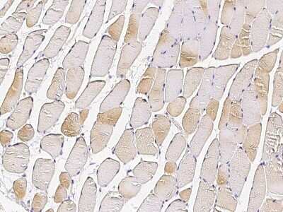 Immunohistochemistry-Paraffin: APOBEC2 Antibody [NBP2-98767] - Immunochemical staining of human APOBEC2 in human skeletal muscle with rabbit polyclonal antibody (1:1000, formalin-fixed paraffin embedded sections).